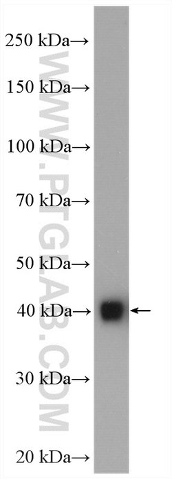 GNAI1 Rabbit anti-Human, Mouse, Rat, Polyclonal, Proteintech 20 &mu;L;