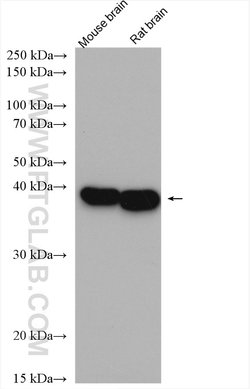 GNAI1 Rabbit anti-Human, Mouse, Rat, Polyclonal, Proteintech 20 &mu;L;