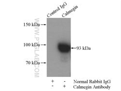 Calmegin Rabbit anti-Human, Mouse, Rat, Polyclonal, Proteintech:Antibodies:Primary