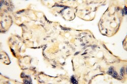 LAMP3 Rabbit anti-Human, Mouse, Rat, Polyclonal, Proteintech:Antibodies:Primary