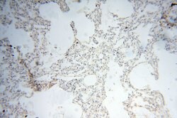 LAMP3 Rabbit anti-Human, Mouse, Rat, Polyclonal, Proteintech:Antibodies:Primary