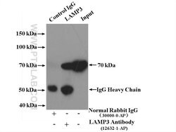 LAMP3 Rabbit anti-Human, Mouse, Rat, Polyclonal, Proteintech:Antibodies:Primary