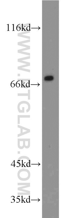 LAMP3 Rabbit anti-Human, Mouse, Rat, Polyclonal, Proteintech:Antibodies:Primary