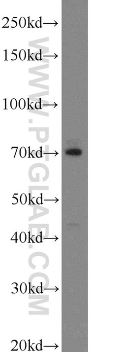 LAMP3 Rabbit anti-Human, Mouse, Rat, Polyclonal, Proteintech:Antibodies:Primary