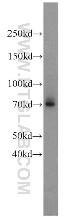 LAMP3 Rabbit anti-Human, Mouse, Rat, Polyclonal, Proteintech:Antibodies:Primary