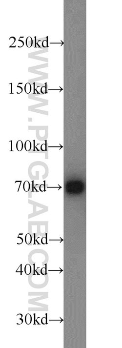 LAMP3 Rabbit anti-Human, Mouse, Rat, Polyclonal, Proteintech:Antibodies:Primary