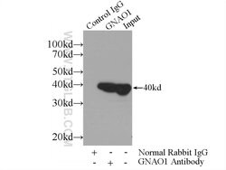GNAO1 Rabbit anti-Human, Mouse, Rat, Polyclonal, Proteintech:Antibodies:Primary