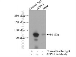 APPL1 Rabbit anti-Human, Mouse, Rat, Polyclonal, Proteintech 150 &mu;L;