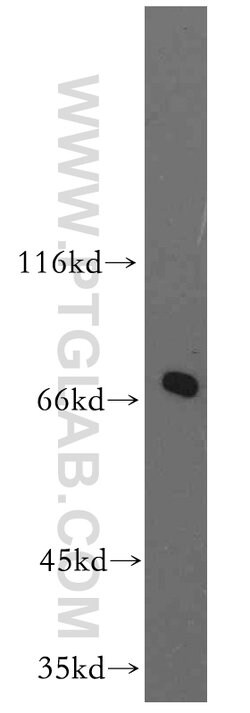 SHC4 Rabbit anti-Human, Mouse, Polyclonal, Proteintech:Antibodies:Primary
