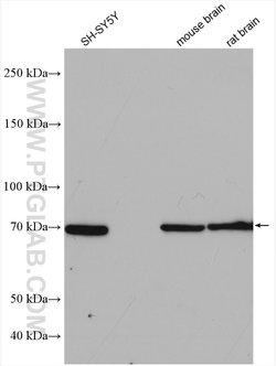 SHC4 Rabbit anti-Human, Mouse, Polyclonal, Proteintech:Antibodies:Primary