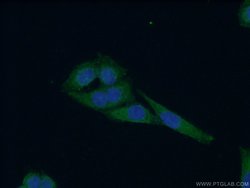 WDR16 Rabbit anti-Human, Polyclonal, Proteintech:Antibodies:Primary Antibodies
