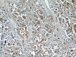 WDR16 Rabbit anti-Human, Polyclonal, Proteintech:Antibodies:Primary Antibodies