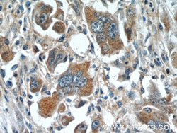 WDR16 Rabbit anti-Human, Polyclonal, Proteintech:Antibodies:Primary Antibodies