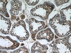 WDR16 Rabbit anti-Human, Polyclonal, Proteintech:Antibodies:Primary Antibodies