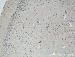 GPR155 Rabbit anti-Human, Mouse, Polyclonal, Proteintech 150 &mu;L; Unconjugated:Antibodies,