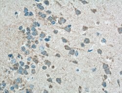 GPR155 Rabbit anti-Human, Mouse, Polyclonal, Proteintech 150 &mu;L; Unconjugated:Antibodies,