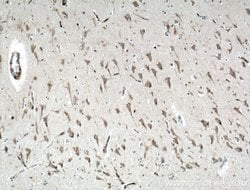 GPR155 Rabbit anti-Human, Mouse, Polyclonal, Proteintech 150 &mu;L; Unconjugated:Antibodies,