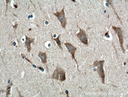 GPR155 Rabbit anti-Human, Mouse, Polyclonal, Proteintech 150 &mu;L; Unconjugated:Antibodies,