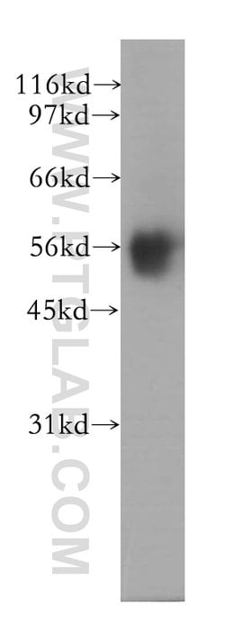 PPP2R5A Rabbit anti-Human, Mouse, Rat, Polyclonal, Proteintech:Antibodies:Primary
