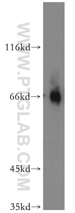 EAAT3 Rabbit anti-Human, Mouse, Rat, Polyclonal, Proteintech 150 &mu;L;