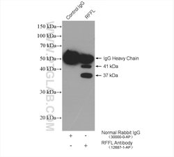 RFFL Rabbit anti-Human, Mouse, Rat, Polyclonal, Proteintech 150 &mu;L;