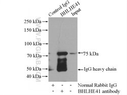 BHLHE41 Rabbit anti-Human, Mouse, Rat, Polyclonal, Proteintech 20 &mu;L | Buy Online | Proteintech | Fisher Scientific