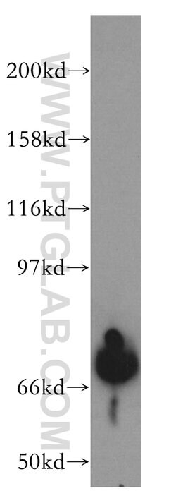 BHLHE41 Rabbit anti-Human, Mouse, Rat, Polyclonal, Proteintech 20 &mu;L | Buy Online | Proteintech | Fisher Scientific