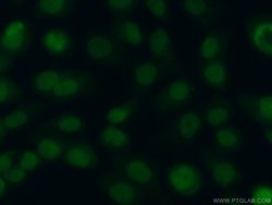 DPPA2 Rabbit anti-Human, Polyclonal, Proteintech:Antibodies:Primary Antibodies