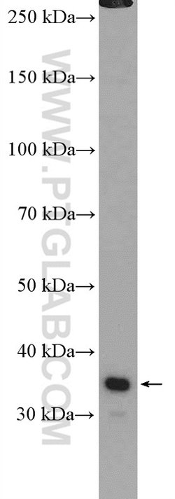 DPPA2 Rabbit anti-Human, Polyclonal, Proteintech:Antibodies:Primary Antibodies