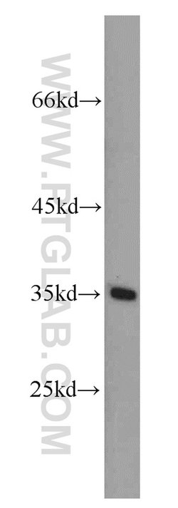 DPPA2 Rabbit anti-Human, Polyclonal, Proteintech:Antibodies:Primary Antibodies