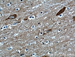 OMG Rabbit anti-Human, Mouse, Rat, Polyclonal, Proteintech 150 &mu;L; Unconjugated:Antibodies,