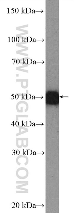 OMG Rabbit anti-Human, Mouse, Rat, Polyclonal, Proteintech 150 &mu;L; Unconjugated:Antibodies,
