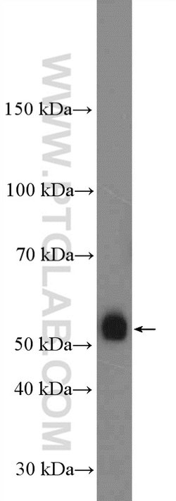 OMG Rabbit anti-Human, Mouse, Rat, Polyclonal, Proteintech 150 &mu;L; Unconjugated:Antibodies,