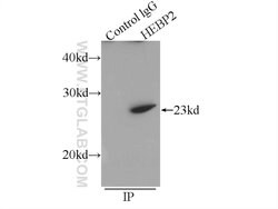 HEBP2 Rabbit anti-Human, Mouse, Rat, Polyclonal, Proteintech 20 &mu;L;