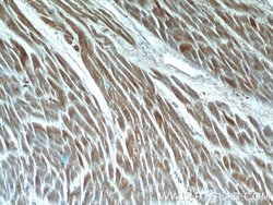 QSOX1 Rabbit anti-Human, Mouse, Rat, Polyclonal, Proteintech 150 &mu;L;