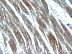 QSOX1 Rabbit anti-Human, Mouse, Rat, Polyclonal, Proteintech 150 &mu;L;