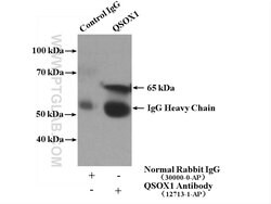 QSOX1 Rabbit anti-Human, Mouse, Rat, Polyclonal, Proteintech 150 &mu;L;