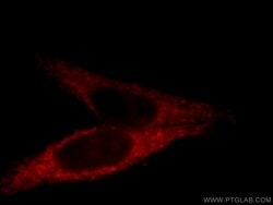 GRPEL1 Rabbit anti-Human, Mouse, Rat, Polyclonal, Proteintech:Antibodies:Primary