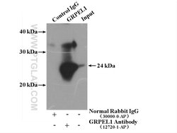 GRPEL1 Rabbit anti-Human, Mouse, Rat, Polyclonal, Proteintech:Antibodies:Primary