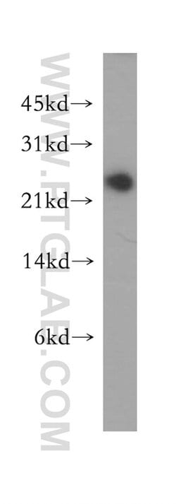 GRPEL1 Rabbit anti-Human, Mouse, Rat, Polyclonal, Proteintech:Antibodies:Primary