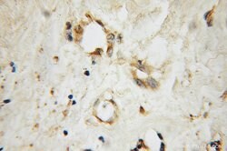 SEC5/EXOC2 Rabbit anti-Human, Mouse, Rat, Polyclonal, Proteintech:Antibodies:Primary