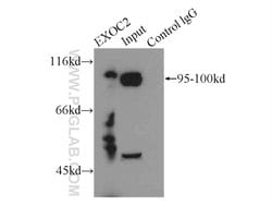 SEC5/EXOC2 Rabbit anti-Human, Mouse, Rat, Polyclonal, Proteintech:Antibodies:Primary