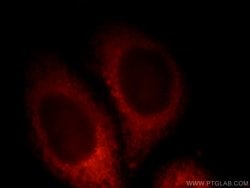 PDE12 Rabbit anti-Human, Mouse, Rat, Polyclonal, Proteintech 150 &mu;L;