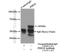 PDE12 Rabbit anti-Human, Mouse, Rat, Polyclonal, Proteintech 150 &mu;L;