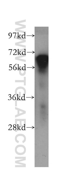 PDE12 Rabbit anti-Human, Mouse, Rat, Polyclonal, Proteintech 150 &mu;L;
