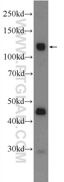CDCP1 Rabbit anti-Human, Mouse, Rat, Polyclonal, Proteintech:Antibodies:Primary