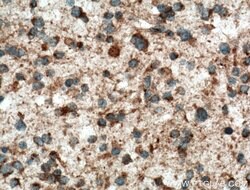 KIF1C Rabbit anti-Human, Mouse, Rat, Polyclonal, Proteintech:Antibodies:Primary