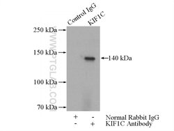 KIF1C Rabbit anti-Human, Mouse, Rat, Polyclonal, Proteintech:Antibodies:Primary