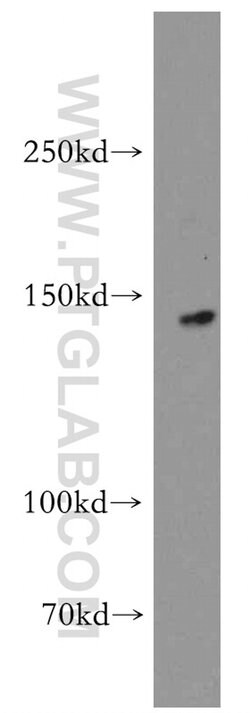 KIF1C Rabbit anti-Human, Mouse, Rat, Polyclonal, Proteintech:Antibodies:Primary
