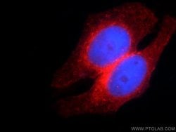 IFITM2 Rabbit anti-Human, Polyclonal, Proteintech:Antibodies:Primary Antibodies